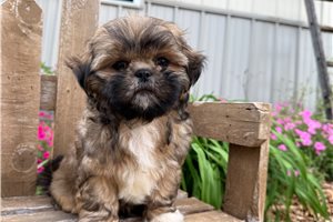 Mercutio - Shih Tzu for sale