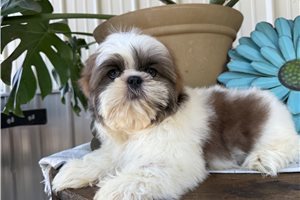 Percy - puppy for sale