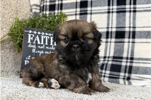 Noland - Shih Tzu for sale