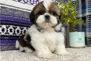Camila - Shih Tzu for sale