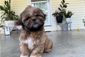 Merc - puppy for sale