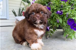Shane - Shih Tzu for sale