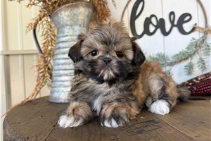 Erica - puppy for sale