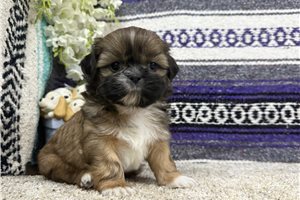 Dawson - Shih Tzu for sale