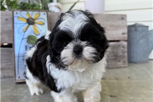 Aida - Shih Tzu for sale