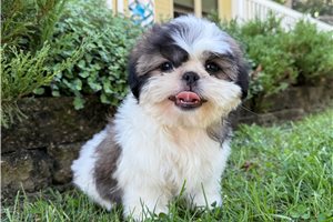 Timothy - Shih Tzu for sale