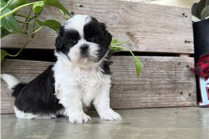 Akira - Shih Tzu for sale