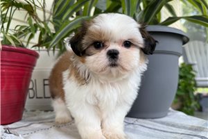 Ruthie - Shih Tzu for sale