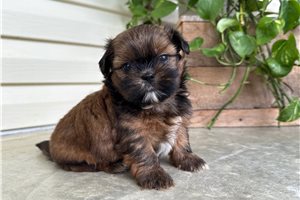 Ozzy - Shih Tzu for sale