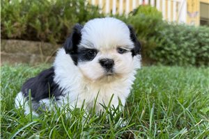 Alex - Shih Tzu for sale