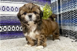 Caroline - Shih Tzu for sale