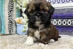 Cora - Shih Tzu for sale
