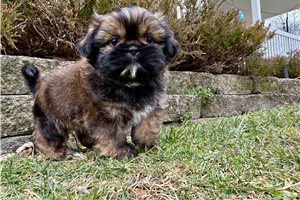 Roger - puppy for sale