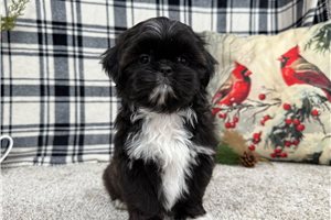 Daphne - Shih Tzu for sale