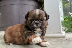 Owen - Shih Tzu for sale
