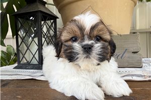 Trent - puppy for sale