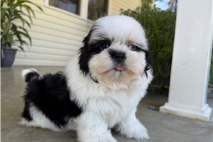 Alex - Shih Tzu for sale