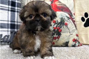Esme - Shih Tzu for sale
