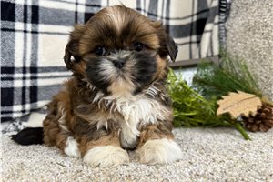 October - puppy for sale