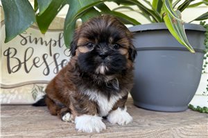 Leonard - puppy for sale