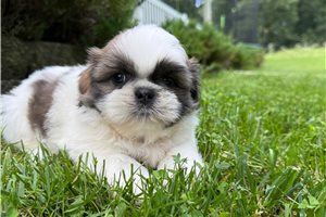Percy - Shih Tzu for sale
