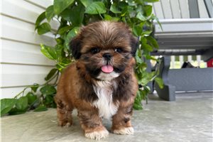 Owen - Shih Tzu for sale