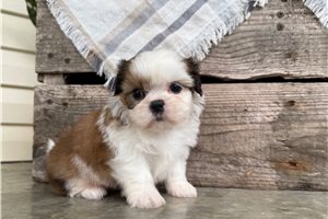 Ruthie - puppy for sale