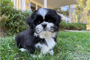 Alfred - Shih Tzu for sale