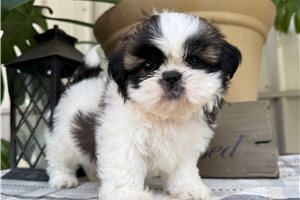 Timothy - Shih Tzu for sale