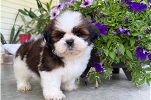 Sandra - Shih Tzu for sale