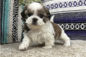 Adelaide - Shih Tzu for sale