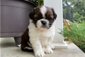 Sully - puppy for sale