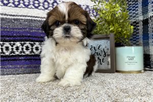 Christian - Shih Tzu for sale