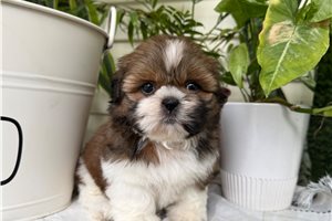 Winter - Shih Tzu for sale