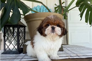 Weston - Shih Tzu for sale