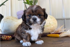 Amber - puppy for sale