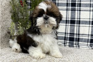 Ella - puppy for sale