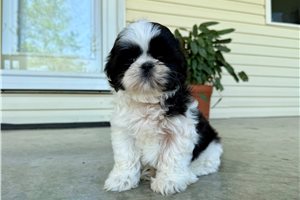 Akira - Shih Tzu for sale
