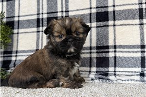 Neil - Shih Tzu for sale