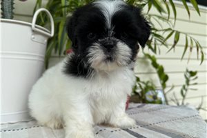 Nina - Shih Tzu for sale