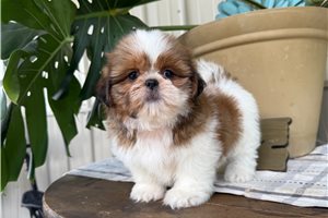 Willow - Shih Tzu for sale