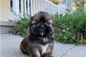 Pearl - puppy for sale