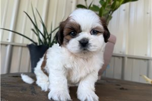 Calvin - puppy for sale