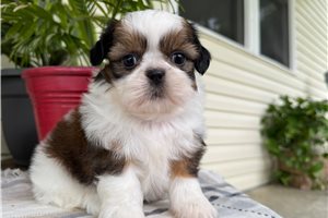 Raven - Shih Tzu for sale