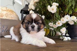 Parson - Shih Tzu for sale