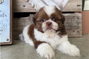 Walter - puppy for sale