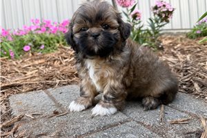 Mercutio - puppy for sale