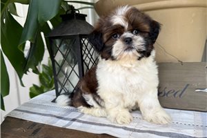 Sully - Shih Tzu for sale