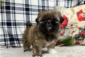 Madison - Shih Tzu for sale
