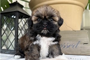 Taylor - puppy for sale